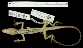 Media type: image; Herpetology R-154318